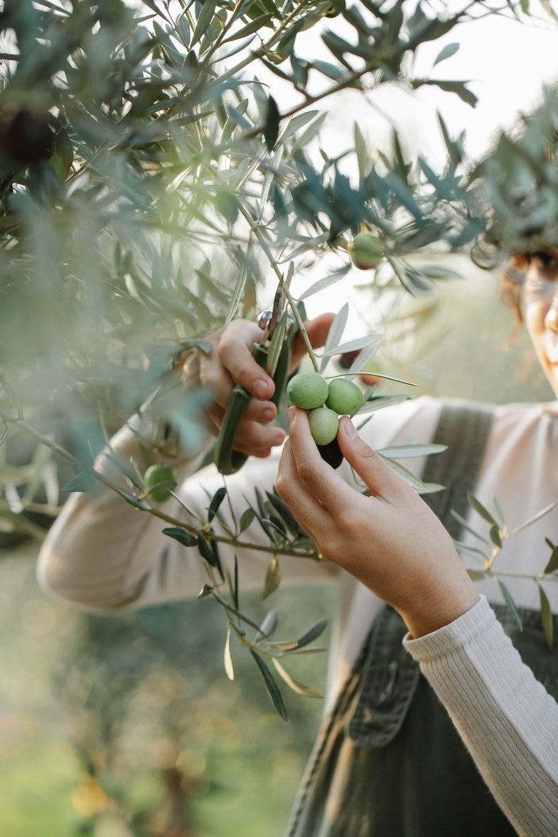 woman cutting olives on tree in garden