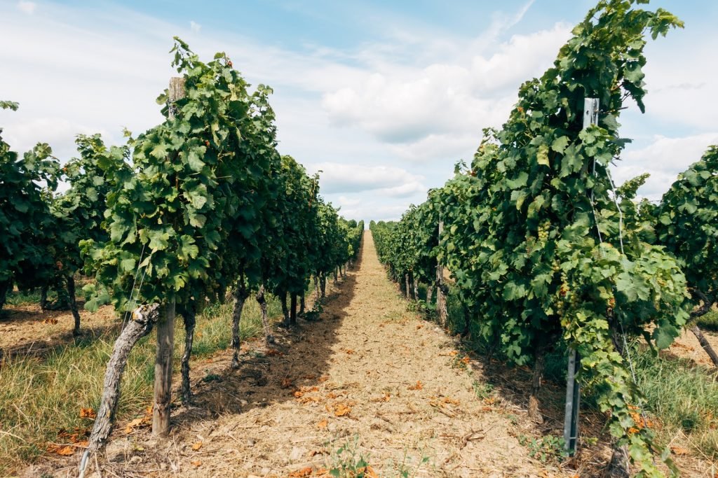 grape vines in sunshine