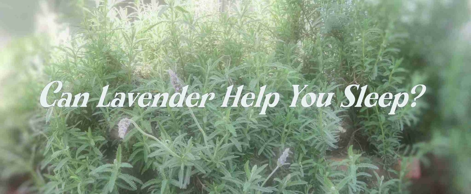 How Lavender Can Help You Get a Good Night's Sleep Thoughts of Beauty