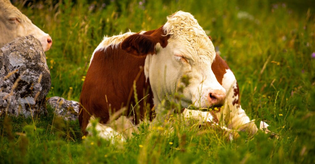 sleeping cows